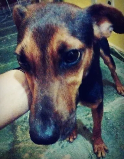 Cachorro raça  idade 2 a 6 meses nome Ozzy