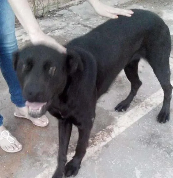 Cachorro ra a MISTURA idade 1 ano nome NEGA