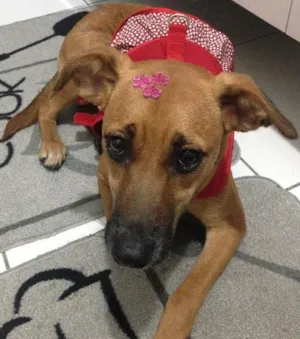 Cachorro raça Vira lata  idade 1 ano nome Mel