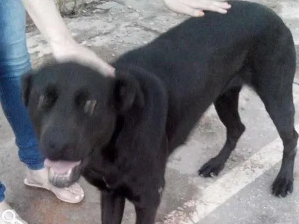 Cachorro ra a MISTURA idade 1 ano nome NEGA