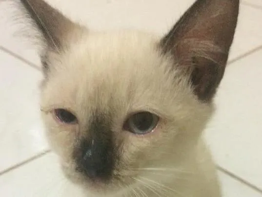 Gato raça Siamês idade 2 a 6 meses nome SKY