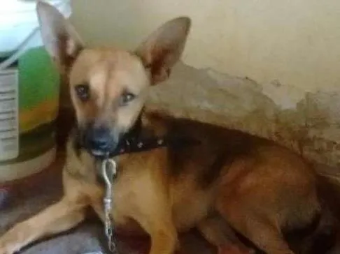 Cachorro ra a Vira lata idade  nome Sem nome