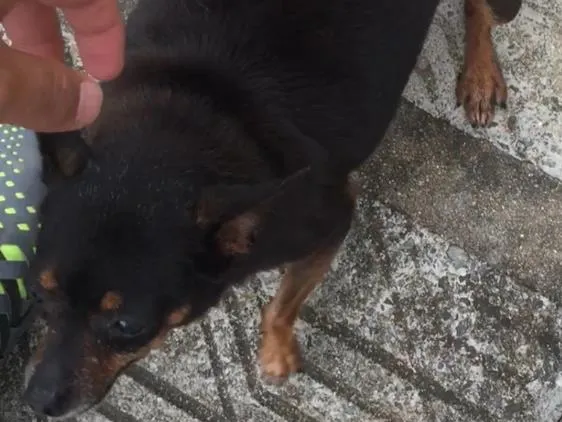 Cachorro ra a Pinscher idade 6 ou mais anos nome Mimi