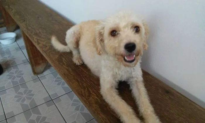 Cachorro ra a srd idade 1 ano nome July