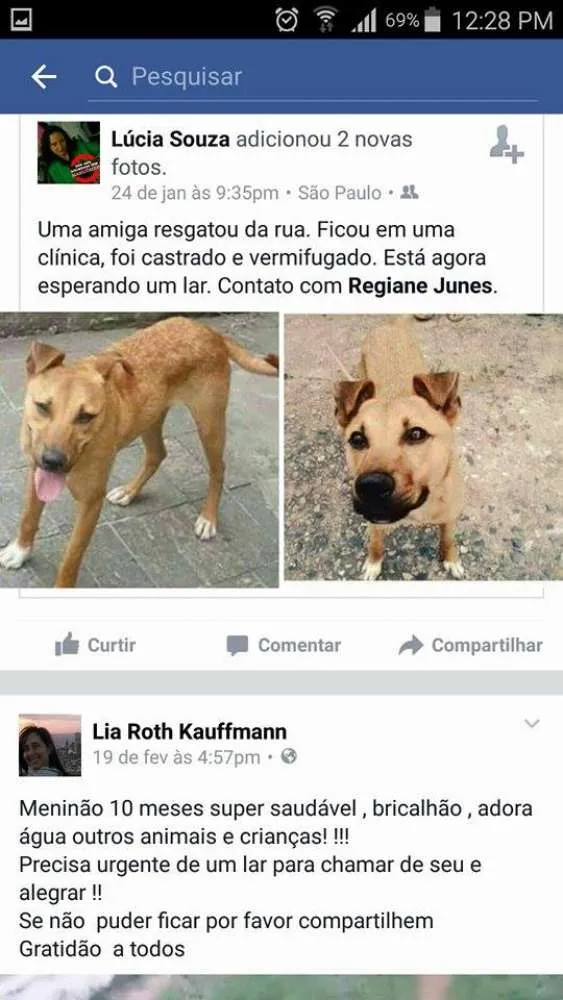 Cachorro ra a srd idade 7 a 11 meses nome Toby