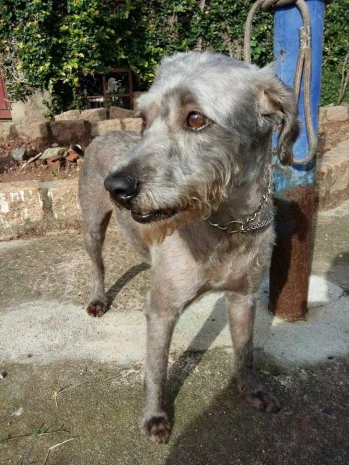 Cachorro ra a srd idade 2 anos nome Jhoe