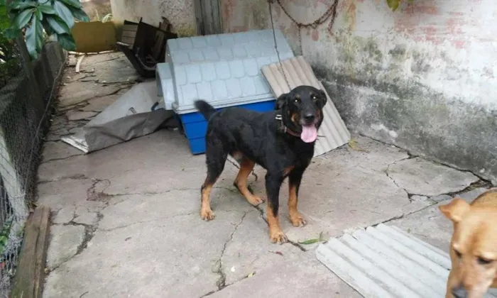 Cachorro ra a SRD idade 3 anos nome Thor