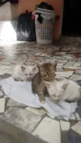 Filhotinhos