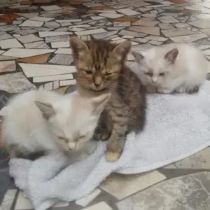 Gato raça srd idade Abaixo de 2 meses nome Filhotinhos