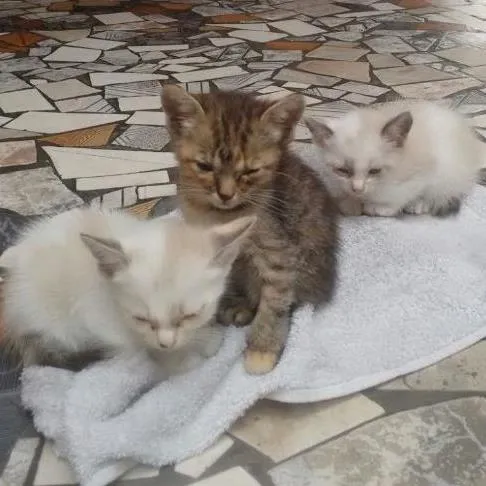 Gato ra a srd idade Abaixo de 2 meses nome Filhotinhos