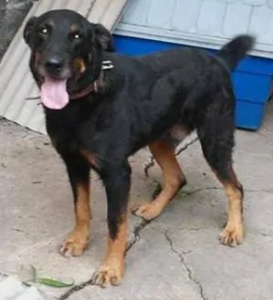 Cachorro raça SRD idade 3 anos nome Thor