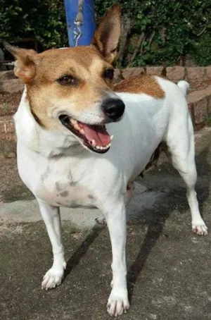 Cachorro raça SRD idade 3 anos nome Susy