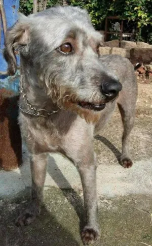 Cachorro raça srd idade 2 anos nome Jhoe
