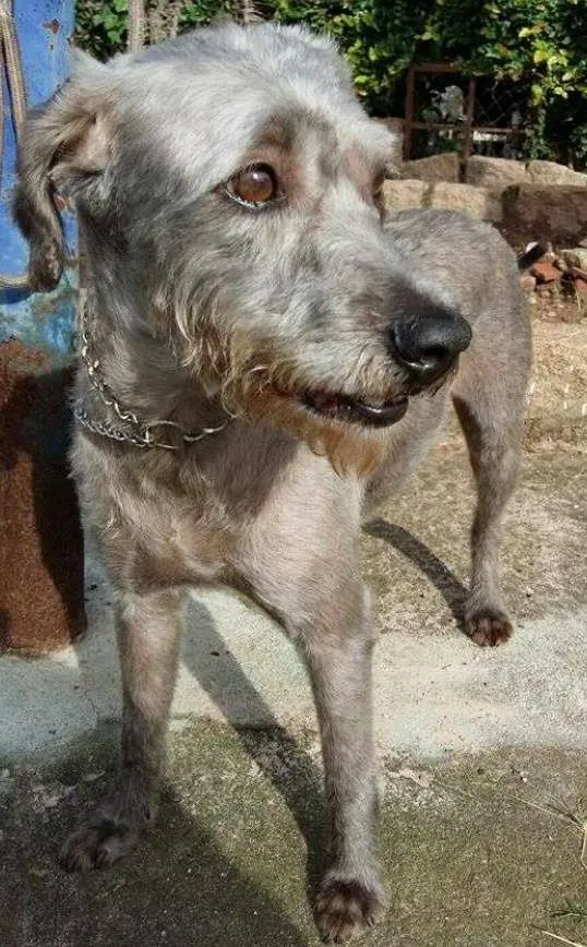 Cachorro ra a srd idade 2 anos nome Jhoe