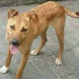 Cachorro raça srd idade 7 a 11 meses nome Toby