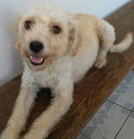 Cachorro ra a srd idade 1 ano nome July