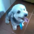 zigg 