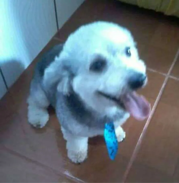 Cachorro raça poodle idade 2 anos nome zigg 