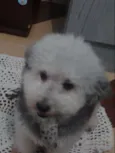 zigg 