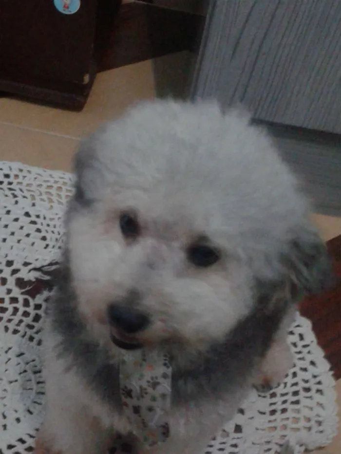 Cachorro raça poodle idade 2 anos nome zigg 