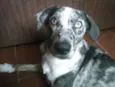 Snupy