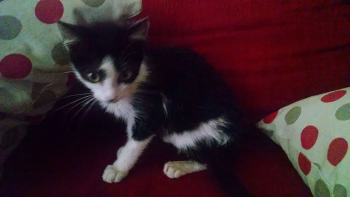 Gato ra a vira lata idade 2 a 6 meses nome Lana