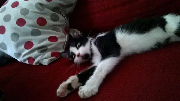 Gato ra a vira lata idade 2 a 6 meses nome Lana