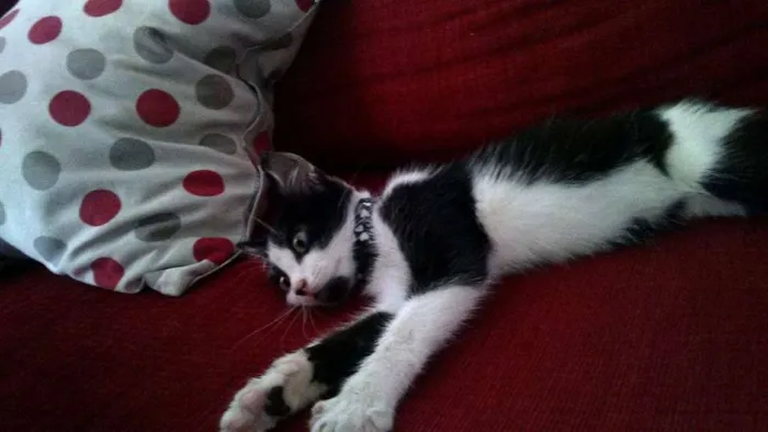 Gato ra a vira lata idade 2 a 6 meses nome Lana