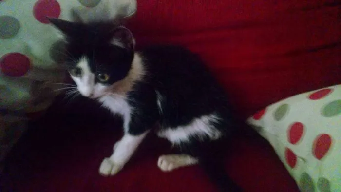 Gato ra a vira lata idade 2 a 6 meses nome Lana