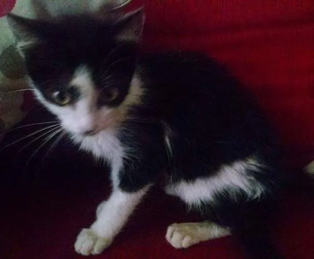 Gato ra a vira lata idade 2 a 6 meses nome Lana