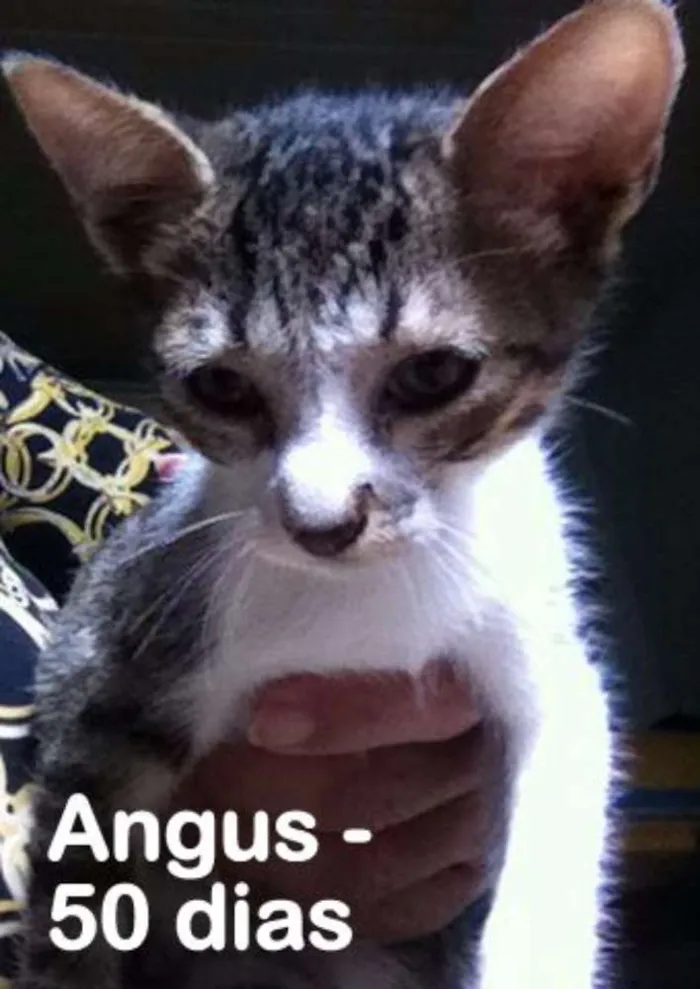 Cachorro ra a srd idade 2 a 6 meses nome Angus