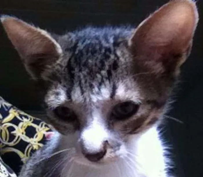 Cachorro ra a srd idade 2 a 6 meses nome Angus