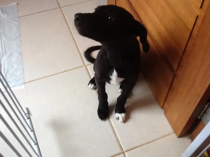 Cachorro raça Vira lata idade 2 a 6 meses nome Spot