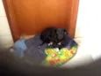 Spot