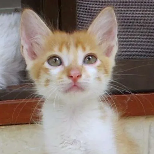 Gato ra a srd idade 2 a 6 meses nome Bento