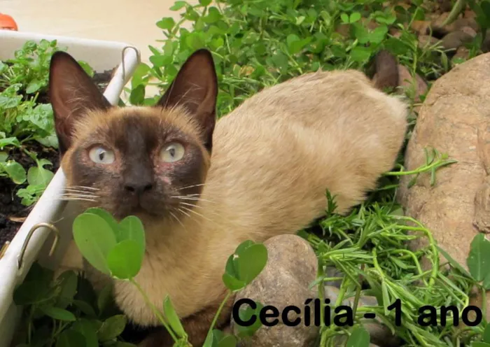 Gato ra a SRD idade 7 a 11 meses nome Cecília