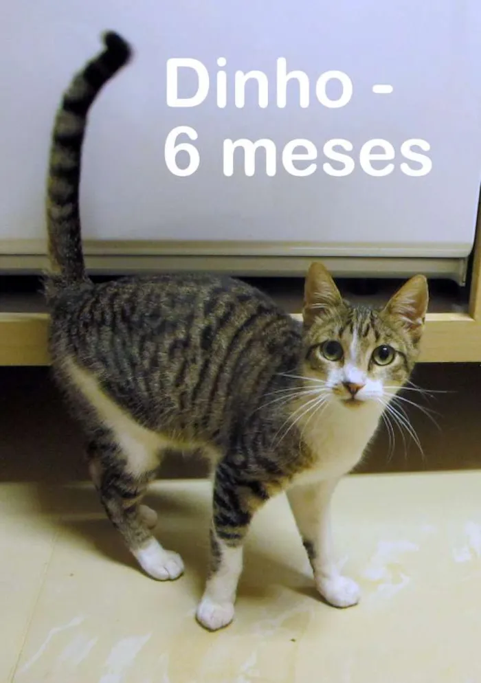 Gato ra a SRD idade 7 a 11 meses nome Dinho