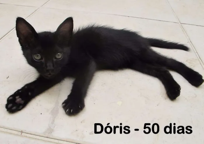 Gato ra a SRD idade Abaixo de 2 meses nome Dóris