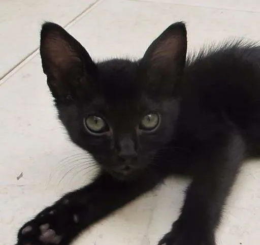 Gato ra a SRD idade Abaixo de 2 meses nome Dóris