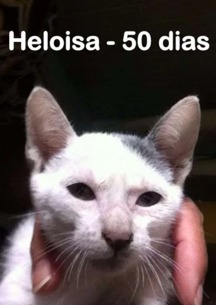Gato ra a SRD idade 2 a 6 meses nome Heloisa
