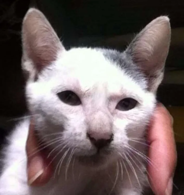 Gato ra a SRD idade 2 a 6 meses nome Heloisa