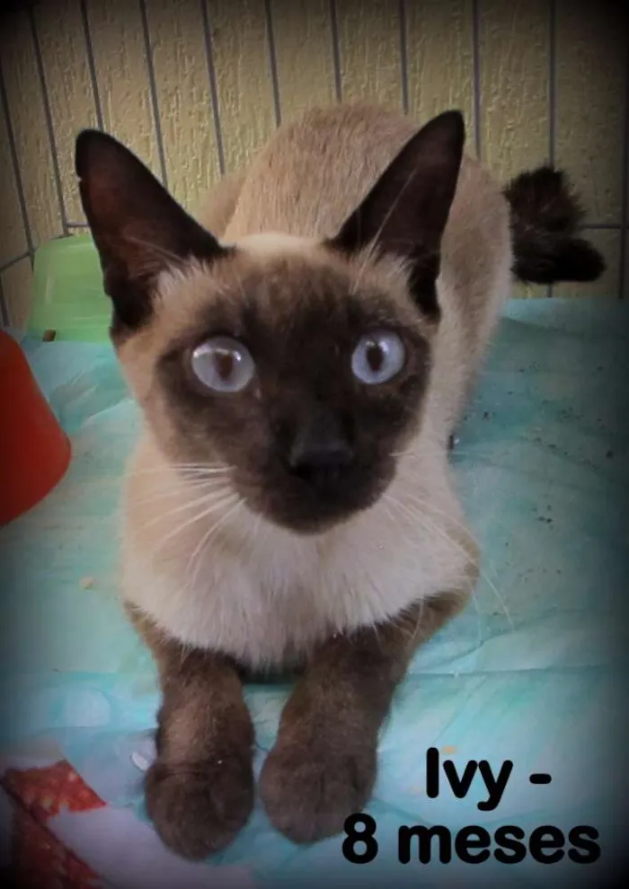 Gato ra a SRD idade 7 a 11 meses nome Ivy