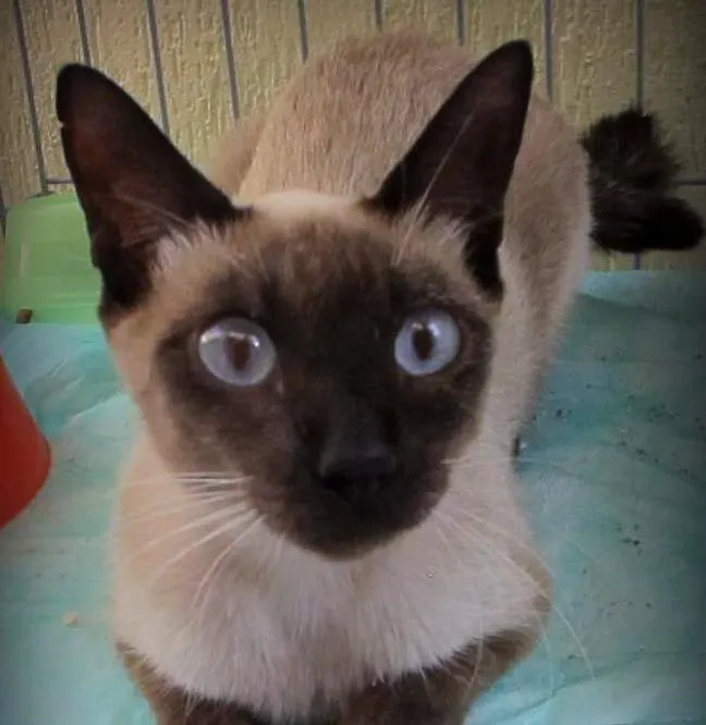 Gato ra a SRD idade 7 a 11 meses nome Ivy