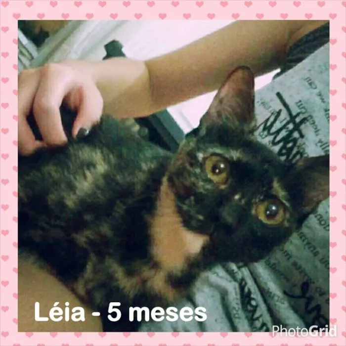Gato ra a SRD idade 2 a 6 meses nome Léia