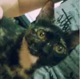Léia