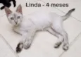 Linda