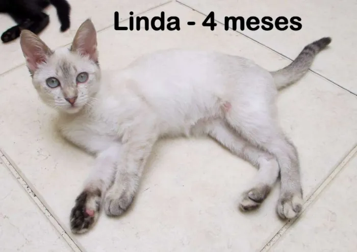 Gato ra a SRD idade 2 a 6 meses nome Linda
