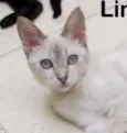 Linda