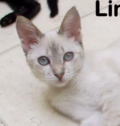 Gato ra a SRD idade 2 a 6 meses nome Linda