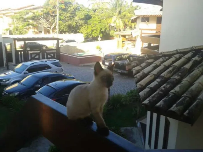 Gato ra a siames idade 1 ano nome Busty